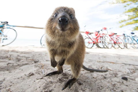 Rottnest Island Round-Trip Ferry From Perth Or Fremantle - Goulburn Accommodation 3