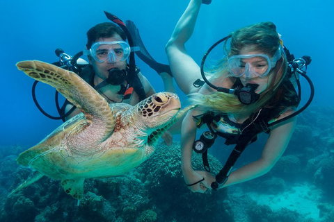 Great Barrier Reef Diving And Snorkeling Cruise From Cairns - Goulburn Accommodation 4