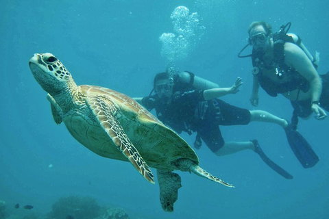 Ocean Freedom Great Barrier Reef Personal Luxury Snorkel & Dive Cruise, Cairns - Goulburn Accommodation 4