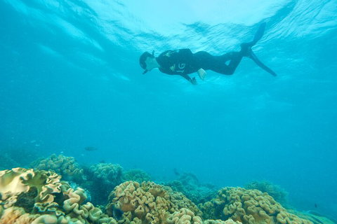 Ocean Freedom Great Barrier Reef Personal Luxury Snorkel & Dive Cruise, Cairns - Goulburn Accommodation 5