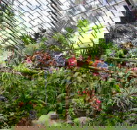 Australian Butterfly Sanctuary - Goulburn Accommodation