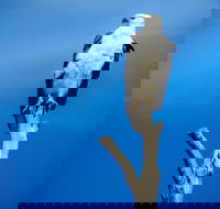 Kangaroo Island 75-Minute Ocean Safari - Goulburn Accommodation