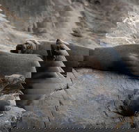 Kangaroo Island Ocean Safari - Snorkeling Safari - Goulburn Accommodation