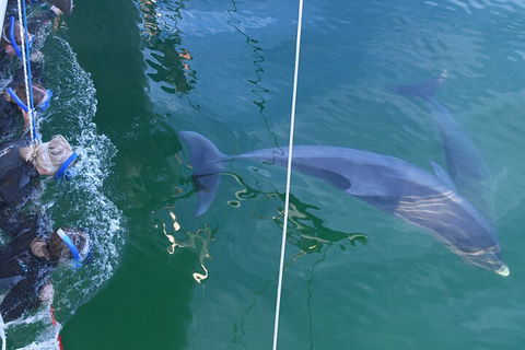 Dolphin Cruise From Adelaide With Optional Dolphin Swim - Goulburn Accommodation 0