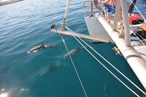 Dolphin Cruise From Adelaide With Optional Dolphin Swim - Goulburn Accommodation 1