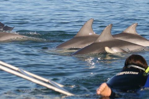 Dolphin Cruise From Adelaide With Optional Dolphin Swim - Goulburn Accommodation 2