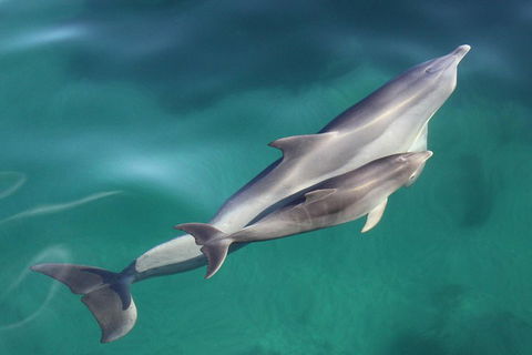 Dolphin Cruise From Adelaide With Optional Dolphin Swim - Goulburn Accommodation 4