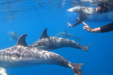 Dolphin Cruise From Adelaide With Optional Dolphin Swim - Goulburn Accommodation 5