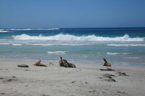 Kangaroo Island In A Day Tour From Adelaide - Goulburn Accommodation 1