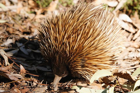Kangaroo Island In A Day Tour From Adelaide - Goulburn Accommodation 2