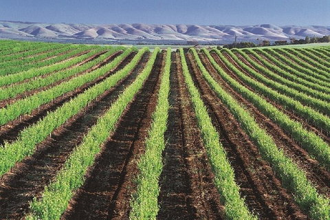 Small Group McLaren Vale And The Cube Experience - Goulburn Accommodation 4