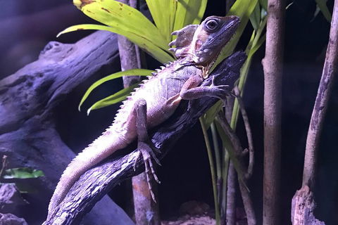 Cairns Aquarium Admission Ticket - Goulburn Accommodation 0
