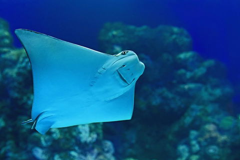 Cairns Aquarium Admission Ticket - Goulburn Accommodation 2