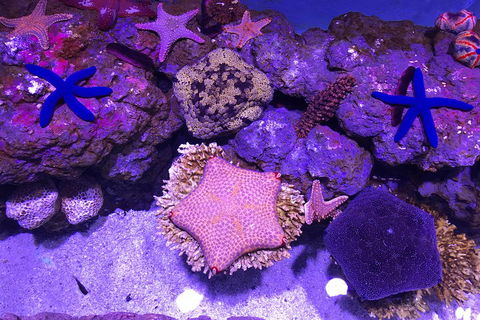 Cairns Aquarium Admission Ticket - Goulburn Accommodation 5