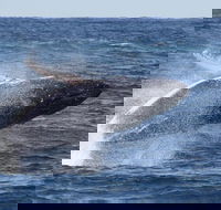Whale Watching by Sea World Cruises - Goulburn Accommodation
