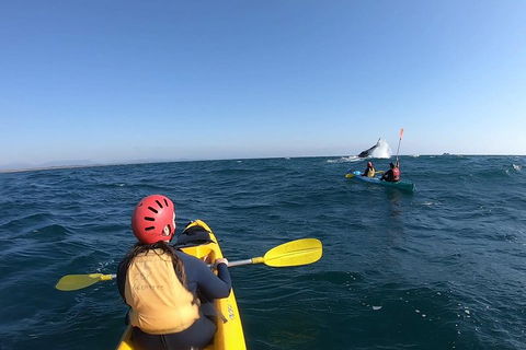 Kayaking With Dolphins In Byron Bay Guided Tour - Goulburn Accommodation 3
