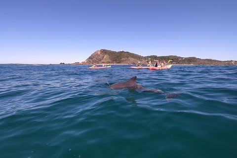 Kayaking With Dolphins In Byron Bay Guided Tour - Goulburn Accommodation 5