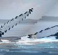 Hervey Bay Whale Watching Cruise - Goulburn Accommodation