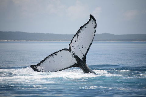 Hervey Bay Whale Watching Cruise - Goulburn Accommodation 0