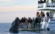 Hervey Bay Whale Watching Cruise - thumb 1