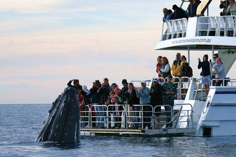 Hervey Bay Whale Watching Cruise - Goulburn Accommodation 1