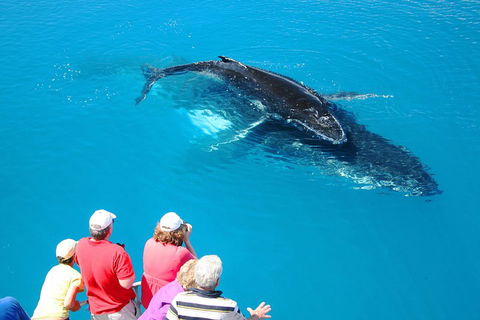 Hervey Bay Whale Watching Cruise - Goulburn Accommodation 2