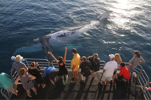 Hervey Bay Whale Watching Cruise - Goulburn Accommodation 4