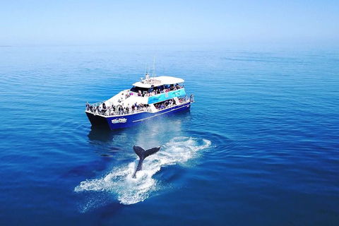 Hervey Bay Whale Watching Cruise - Goulburn Accommodation 5