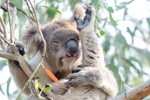 Great Ocean Road Reverse Itinerary With 12 Apostles From Melbourne - Goulburn Accommodation 1