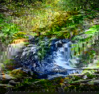 Day Tour in Mt. Field Mt. Wellington Bonorong Wildlife Sanctuary and Richmond - Goulburn Accommodation
