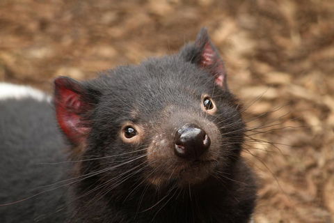 Day Tour In Mt. Field, Mt. Wellington, Bonorong Wildlife Sanctuary And Richmond - Goulburn Accommodation 4