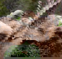 Melbourne Zoo General Entry Ticket - Goulburn Accommodation