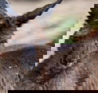 Australian Wildlife Tour at Melbourne Zoo Ticket - Goulburn Accommodation