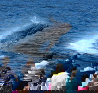 Tangalooma Island Resort Whale Watching Day Cruise - Goulburn Accommodation