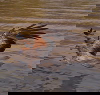 Litchfield and Jumping Crocodiles Full Day Trip from Darwin - Goulburn Accommodation