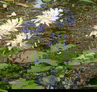 Yellow Water Cruise - Kakadu - Goulburn Accommodation