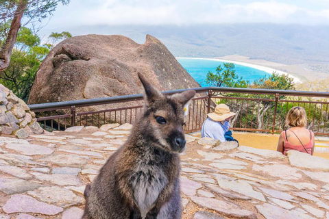 Wineglass Bay & Freycinet NP Full Day Tour From Hobart Via Richmond Village - Goulburn Accommodation 0