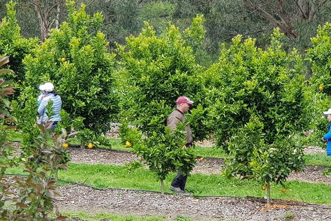 Dandenong Ranges And Rayners Orchard Tour From Melbourne - Goulburn Accommodation 2