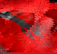 Small-Group Kangaroo Island 4WD Night Tour - Goulburn Accommodation