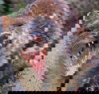 After Dark Tasmanian Devil Feeding Tour at Cradle Mountain - Goulburn Accommodation
