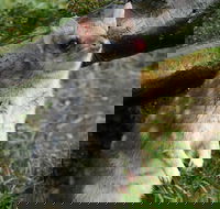 1-Hour Tasmanian Devil Feeding Day Tour at Cradle Mountain - Goulburn Accommodation