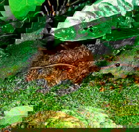 3-Day Small-Group Tour of North Queensland with Pick Up - Goulburn Accommodation