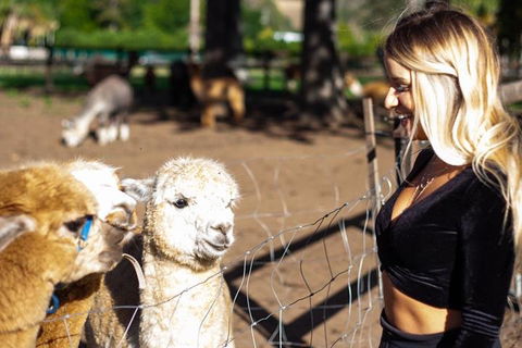 O'Reilly's & Lamington National Park Incl. Alpaca Farm + Vineyard - Goulburn Accommodation 3