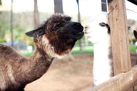 O'Reilly's & Lamington National Park Incl. Alpaca Farm + Vineyard - Goulburn Accommodation 4