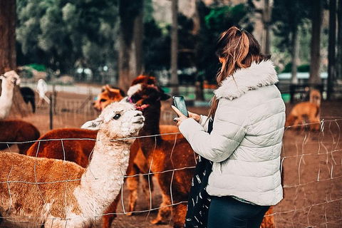 O'Reilly's & Lamington National Park Incl. Alpaca Farm + Vineyard - Goulburn Accommodation 5