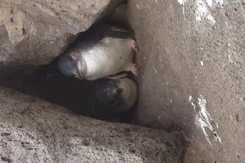 Food Tour Melbourne - St Kilda - Goulburn Accommodation 3