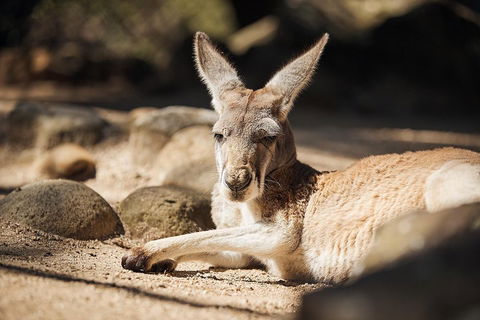 Sydney Taronga Zoo General Entry Ticket And Wild Australia Experience - Goulburn Accommodation 3
