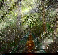 O'Reilly's  Lamington National Park from Gold Coast - Goulburn Accommodation