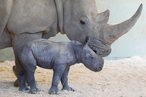 Croc Express To Australia Zoo From Gold Coast - Goulburn Accommodation 0