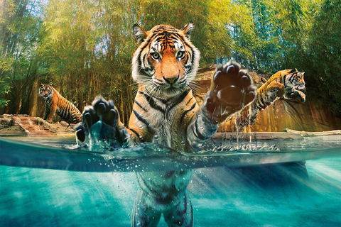 Croc Express To Australia Zoo From Gold Coast - Goulburn Accommodation 3